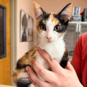 Latte -  Domestic Short Hair Cat for Adoption in Columbus, Georgia - Latte | PetCurious