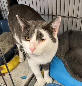 Simon -  Domestic Short Hair Cat for Adoption in Parma, Ohio - Simon | PetCurious