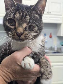 Theo -  Domestic Short Hair Cat for Adoption in Danielsville, Georgia - Theo | PetCurious