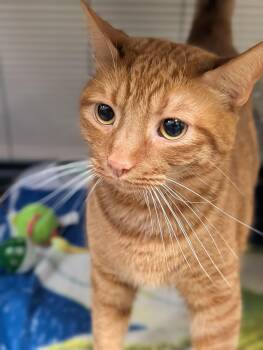 Domestic Short Hair Cats Available for Adoption in Chambersburg, Pennsylvania - Pumpkin | PetCurious