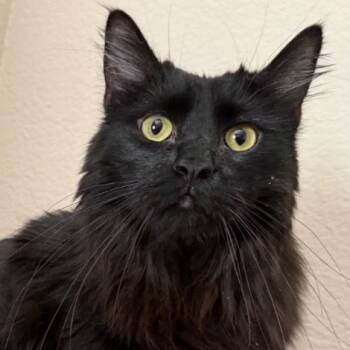 Rescue Domestic Long Hair Cats for Adoption in Las Vegas, Nevada - Rufio | PetCurious