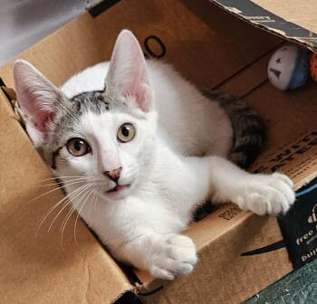 Garth26 -  Domestic Short Hair Cat for Adoption in Milwaukee, Wisconsin - Garth26 | PetCurious