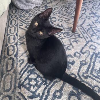 Rescue Domestic Short Hair Cats for Adoption in Chicago, Illinois - Bruce (bonded With Baker) | PetCurious