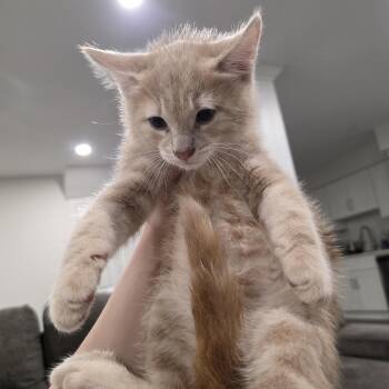 Weasly -  Domestic Short Hair Cat for Adoption in Mastic, New York - Weasly | PetCurious