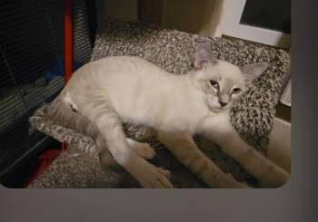 Stefan -  Siamese Cat for Adoption in Thatcher, Arizona - Stefan | PetCurious