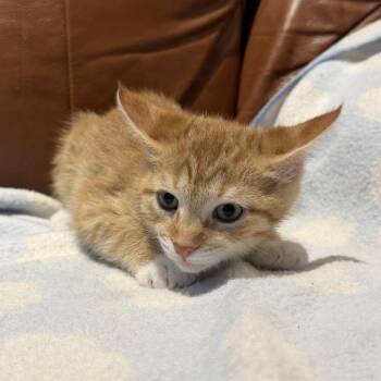 Prince -  Domestic Short Hair Cat for Adoption in Cumming, Georgia - Prince | PetCurious