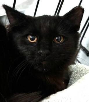 BINX -  Domestic Long Hair Cat for Adoption in Dedham, Massachusetts - BINX | PetCurious