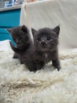 Pickles and Cucumber  -  Domestic Medium Hair Cat Available for Adoption in Columbia, Missouri - Pickles And Cucumber  | PetCurious