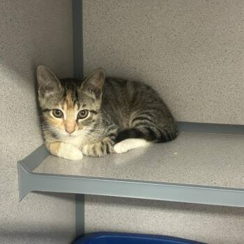 Sweet pea -  Domestic Short Hair Cat for Adoption in Greenville, Pennsylvania - Sweet Pea | PetCurious