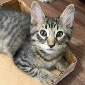 Slinky -  Domestic Short Hair Cat for Adoption in Naperville, Illinois - Slinky | PetCurious