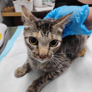Domestic Short Hair Cats Available for Adoption in Summerville, South Carolina - Willow | PetCurious