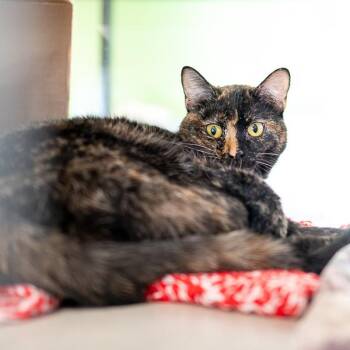 Domestic Short Hair Cats Available for Adoption in Des Moines, Iowa - Disa | PetCurious