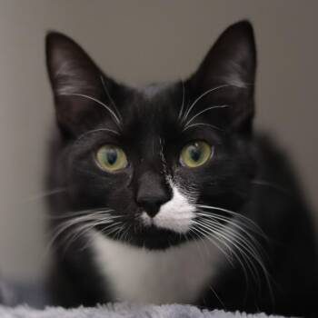 Kayla -  Domestic Short Hair Cat for Adoption in Philadelphia, Pennsylvania - Kayla | PetCurious