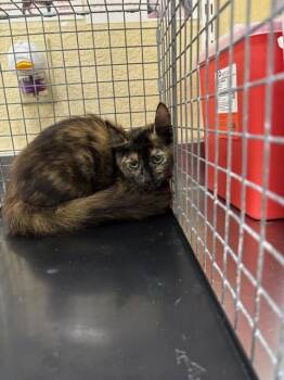 ZOLA -  Domestic Medium Hair Cat for Adoption in Fort Myers, Florida - ZOLA | PetCurious