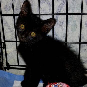 Rescue Domestic Short Hair Cats for Adoption in Debary, Florida - Ezra | PetCurious