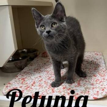Petunia -  Domestic Short Hair Cat for Adoption in Manistee, Michigan - Petunia | PetCurious