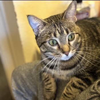 Veronicat -  Domestic Short Hair Cat for Adoption in Grantsville, Utah - Veronicat | PetCurious