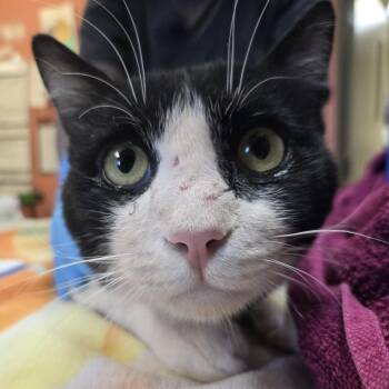 Miso -  American Shorthair Cat for Adoption in Flagstaff, Arizona - Miso | PetCurious