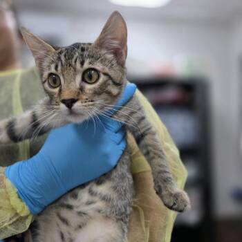 Jonah -  Domestic Short Hair Cat for Adoption in Incline Village, Nevada - Jonah | PetCurious
