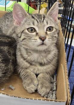 Boba -  Domestic Short Hair Cat for Adoption in Rossville, Maryland - Boba | PetCurious