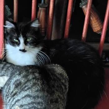Domestic Short Hair Cats Available for Adoption in Bedford, New Hampshire - Scooter | PetCurious