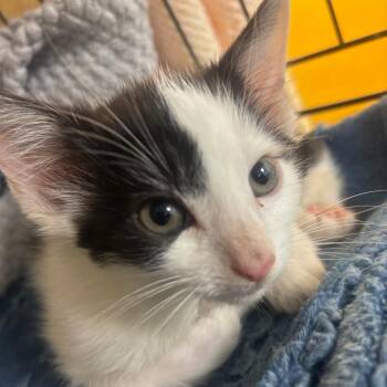 Binky -  Domestic Short Hair Cat for Adoption in Hudson, New York - Binky | PetCurious
