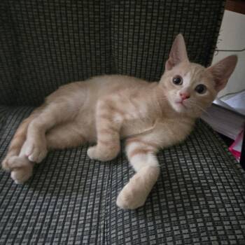 Sandston -  Domestic Short Hair Cat for Adoption in Richmond, Virginia - Sandston | PetCurious