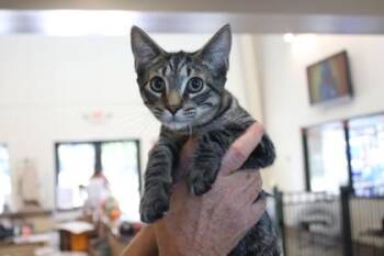 Usher -  Domestic Short Hair Cat for Adoption in Brunswick, Georgia - Usher | PetCurious