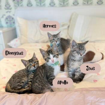 Apollo (Tweed Kitten 2) -  Domestic Short Hair Cat for Adoption in Westport, Connecticut - Apollo (Tweed Kitten 2) | PetCurious
