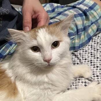Domestic Long Hair Cats Available for Adoption in Chicago, Illinois - Catthew | PetCurious
