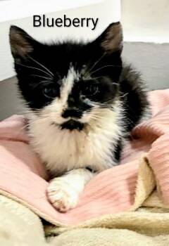 Blueberry -  Domestic Short Hair Cat Available for Adoption in Binghamton, New York - Blueberry | PetCurious