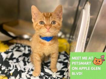 FLUFFY -  Domestic Short Hair Cat for Adoption in Fort Wayne, Indiana - FLUFFY | PetCurious