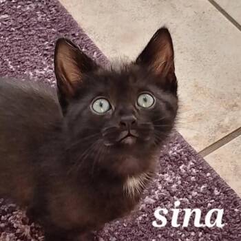 Rescue Domestic Short Hair Cats for Adoption in Vine Grove, Kentucky - Sina | PetCurious