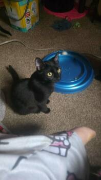 Domestic Short Hair Cats Available for Adoption - Frappe | PetCurious