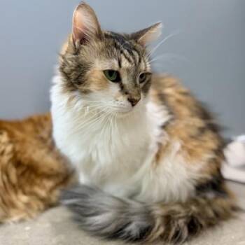 Mocha -  Domestic Medium Hair Cat for Adoption in Atlanta, Georgia - Mocha | PetCurious