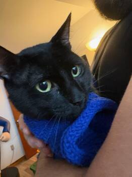 Wombat -  Domestic Short Hair Cat for Adoption in New Milford, Connecticut - Wombat | PetCurious