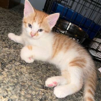 Elderberry -  Domestic Short Hair Cat for Adoption in Wilmington, Ohio - Elderberry | PetCurious