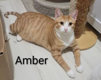 Rescue Domestic Short Hair Cats for Adoption in Burnaby, British Columbia - Amber 2 | PetCurious