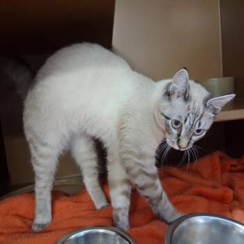 Cookie -  Domestic Short Hair Cat for Adoption in Middlebury, Vermont - Cookie | PetCurious