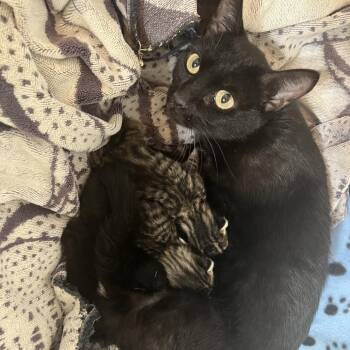 Junebug -  Domestic Short Hair Cat for Adoption in Las Vegas, Nevada - Junebug | PetCurious