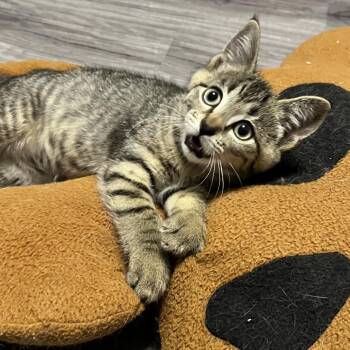Dahlia -  Domestic Short Hair Cat for Adoption in Medina, Ohio - Dahlia | PetCurious
