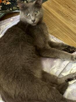 Dresden -  Domestic Short Hair Cat for Adoption in Meeker, Oklahoma - Dresden | PetCurious