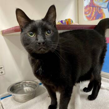 Mia -  Domestic Short Hair Cat for Adoption in Cheyenne, Wyoming - Mia | PetCurious