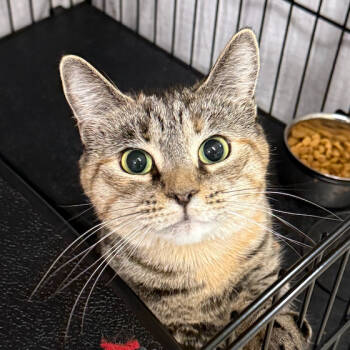 Rescue Domestic Short Hair Cats for Adoption in North Branford, Connecticut - 24-250 Myela | PetCurious
