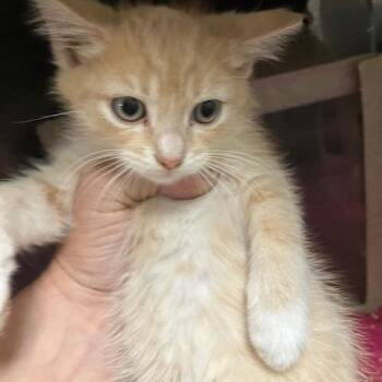 Gumbo -  Domestic Medium Hair Cat for Adoption in New York, New York - Gumbo | PetCurious