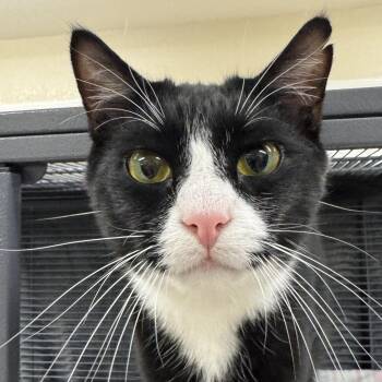 Fenton -  Domestic Short Hair and Tuxedo Cat for Adoption in Winchendon, Massachusetts - Fenton | PetCurious