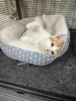 Elmer -  Domestic Short Hair Cat for Adoption in Denver, Colorado - Elmer | PetCurious