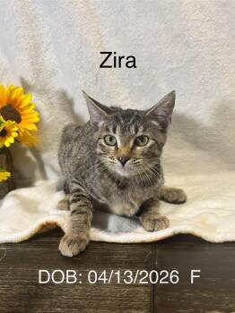 Zira -  Domestic Short Hair Cat for Adoption in Magnolia, Texas - Zira | PetCurious