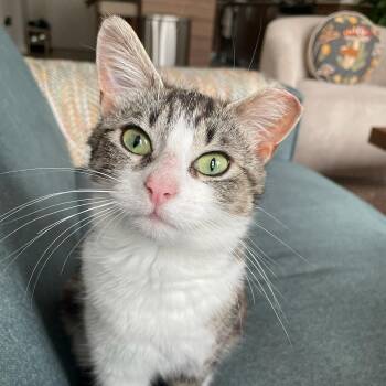 Darla -  Torbie and Domestic Short Hair Cat Available for Adoption in UNIVERSITY PA, Maryland - Darla | PetCurious