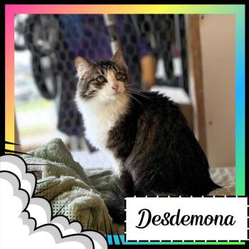Desdemona -  Domestic Long Hair Cat for Adoption in Suisun City, California - Desdemona | PetCurious